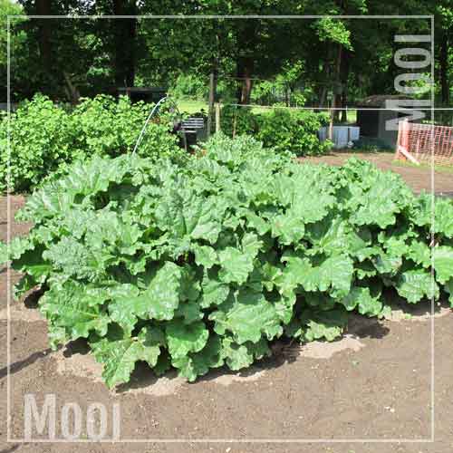 rabarberplantage 001